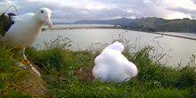 Webcam Dunedin - The nest of the Albatros