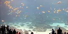 Webcam Atlanta - Georgia State Aquarium