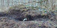 Webcam Loksa - Badgers and deer in the woods