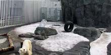 Webcam Anchorage - Polar Bears at Alaska Zoo