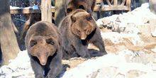 Webcam Galich - Brown bears in the park Eco-galich
