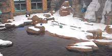 Webcam Kansas City - Polar white bears at the zoo