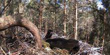 Webcam Loksa - The Nest Of Black Storks