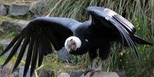 Webcam San Diego - Condors at the zoo