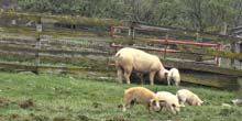 Webcam Watertown - Pig farm