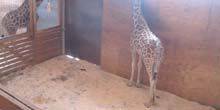 Webcam Binghamton - Giraffes in an animal adventure park