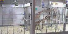 Webcam Topeka - Giraffes at the zoo