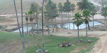 Webcam San Diego - Giraffes at the zoo