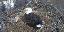 Webcam Pittsburgh - The bald eagle's nest