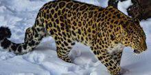Webcam Barnaul - Far Eastern leopard in the zoo