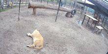 Webcam Barnaul - African lion at the zoo