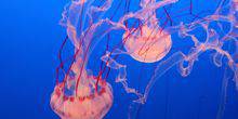 Webcam Monterey - Jellyfish in the aquarium