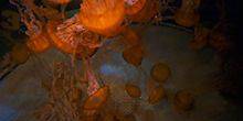 Webcam Long Beach - Sea ​​jellyfish