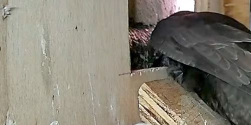 Webcam Cambridge - Swift's nest in the suburbs of Ely
