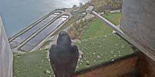 Webcam Milwaukee - Aviary at Oak Creek Power Station