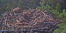 Webcam Jaunjelgava - Chicks of white-tailed eagle in the nest