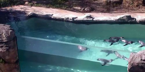 Webcam Iida - Penguins at the city zoo