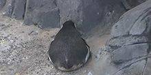 Webcam Long Beach - Penguins on a rocky beach