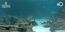 Webcam Baltimore - Reef sharks