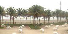 Webcam Sao Paulo - Cafe on the beach of Santos
