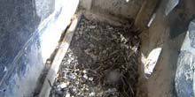 Webcam Amersfoort - Peregrine Sapsan Nest