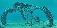 Webcam San Miguel de Allende - Living marine sculpture on the island of Cozumel