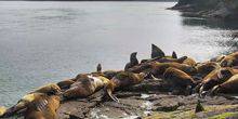 Webcam Vancouver - Seals in the reserve OrcaLab