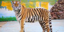 Webcam Barnaul - Amur tiger at the zoo