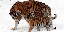 Webcam Milwaukee - Amur tigers