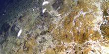 Webcam Listvyanka - The underwater world of Lake Baikal