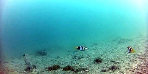 Webcam Sibenik - The underwater world of the Adriatic