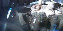 Webcam Milwaukee - Aviary with jaguars
