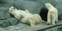 Webcam Milwaukee - Polar bears
