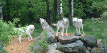 Webcam Boulder - White wolves in the reserve rocky mountain